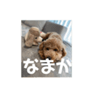 トイプードルのあワールド（個別スタンプ：11）