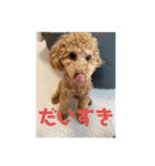 トイプードルのあワールド（個別スタンプ：13）