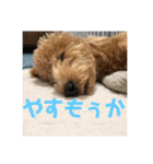 トイプードルのあワールド（個別スタンプ：14）