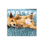 トイプードルのあワールド（個別スタンプ：16）