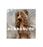 トイプードルのあワールド（個別スタンプ：20）