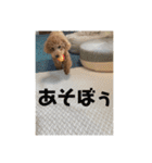 トイプードルのあワールド（個別スタンプ：23）