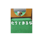 トイプードルのあワールド（個別スタンプ：24）