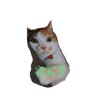 愛され猫ナズさん（個別スタンプ：1）