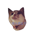 愛され猫ナズさん（個別スタンプ：3）