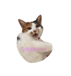 愛され猫ナズさん（個別スタンプ：5）