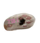 愛され猫ナズさん（個別スタンプ：6）