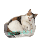 愛され猫ナズさん（個別スタンプ：7）
