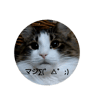 mo^o_o（個別スタンプ：3）