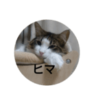 mo^o_o（個別スタンプ：6）