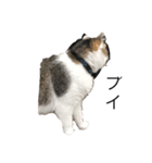 ねこ可愛い〜（個別スタンプ：1）