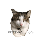 ねこ可愛い〜（個別スタンプ：8）