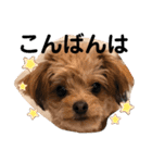 チワプー＊ロッキー君の普段使いスタンプ（個別スタンプ：3）