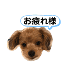 チワプー＊ロッキー君の普段使いスタンプ（個別スタンプ：4）