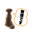 チワプー＊ロッキー君の普段使いスタンプ（個別スタンプ：12）
