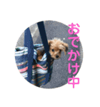 チワプー＊ロッキー君の普段使いスタンプ（個別スタンプ：16）