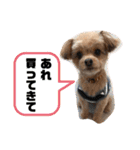 チワプー＊ロッキー君の普段使いスタンプ（個別スタンプ：26）