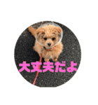 チワプー＊ロッキー君の普段使いスタンプ（個別スタンプ：31）