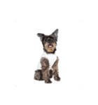 Schnauzer P（個別スタンプ：1）