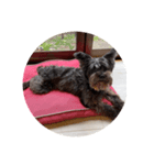 Schnauzer P（個別スタンプ：2）