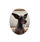 Schnauzer P（個別スタンプ：3）