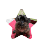 Schnauzer P（個別スタンプ：4）