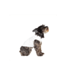 Schnauzer P（個別スタンプ：5）
