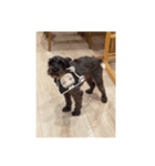 Schnauzer P（個別スタンプ：7）