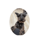 Schnauzer P（個別スタンプ：8）
