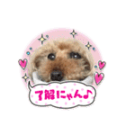 トイプードルだよ ぷりんとこぷりん（個別スタンプ：2）
