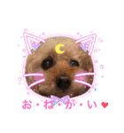 トイプードルだよ ぷりんとこぷりん（個別スタンプ：6）