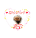 トイプードルだよ ぷりんとこぷりん（個別スタンプ：8）