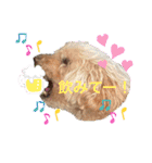 トイプードルだよ ぷりんとこぷりん（個別スタンプ：9）