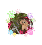トイプードルだよ ぷりんとこぷりん（個別スタンプ：18）