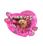 トイプードルだよ ぷりんとこぷりん（個別スタンプ：20）