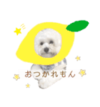 まふくん ビションフリーゼ✖️トイプードル（個別スタンプ：1）