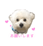 まふくん ビションフリーゼ✖️トイプードル（個別スタンプ：4）