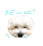 まふくん ビションフリーゼ✖️トイプードル（個別スタンプ：7）