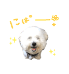 まふくん ビションフリーゼ✖️トイプードル（個別スタンプ：8）