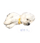 まふくん ビションフリーゼ✖️トイプードル（個別スタンプ：10）