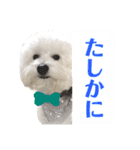 まふくん ビションフリーゼ✖️トイプードル（個別スタンプ：12）