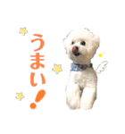 まふくん ビションフリーゼ✖️トイプードル（個別スタンプ：13）