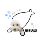 まふくん ビションフリーゼ✖️トイプードル（個別スタンプ：16）