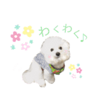 まふくん ビションフリーゼ✖️トイプードル（個別スタンプ：17）