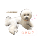まふくん ビションフリーゼ✖️トイプードル（個別スタンプ：19）