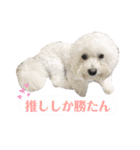 まふくん ビションフリーゼ✖️トイプードル（個別スタンプ：21）