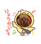 トイプー親子（個別スタンプ：3）