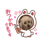 トイプー親子（個別スタンプ：7）