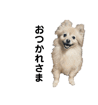 うちの子スタンプ（犬猫）（個別スタンプ：10）