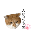 うちの子スタンプ（犬猫）（個別スタンプ：14）